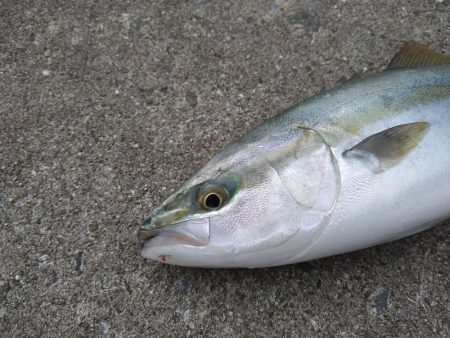 ハマチと呼べるサイズ